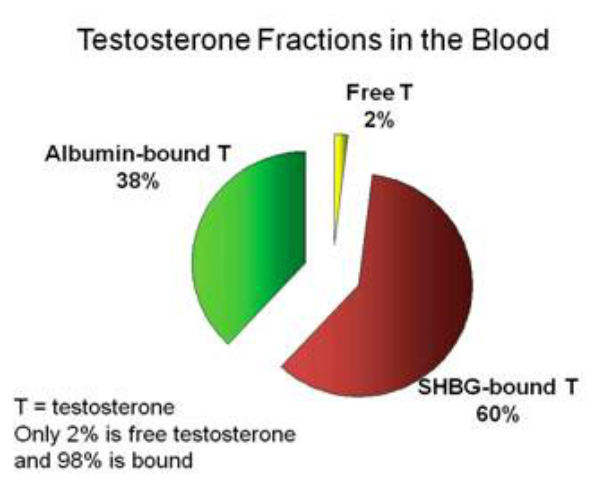 The Difference Between Total and Free Testosterone Mojo Multiplier